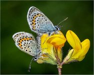 407 - SILVER STUDDED BLUES - BELL LINDA - wales